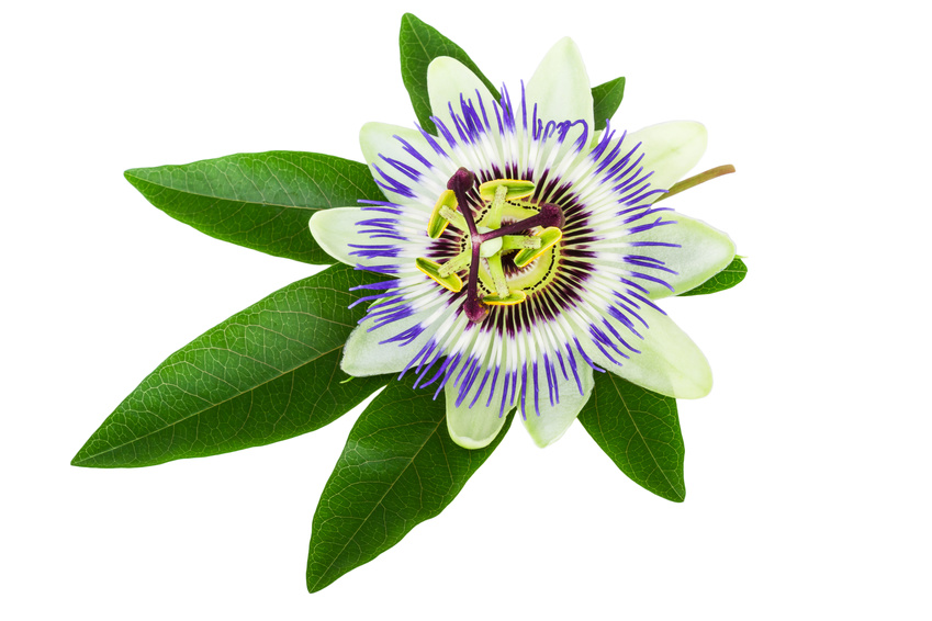 Comprehensive Guide to the Benefits of Passion Flower Supplements