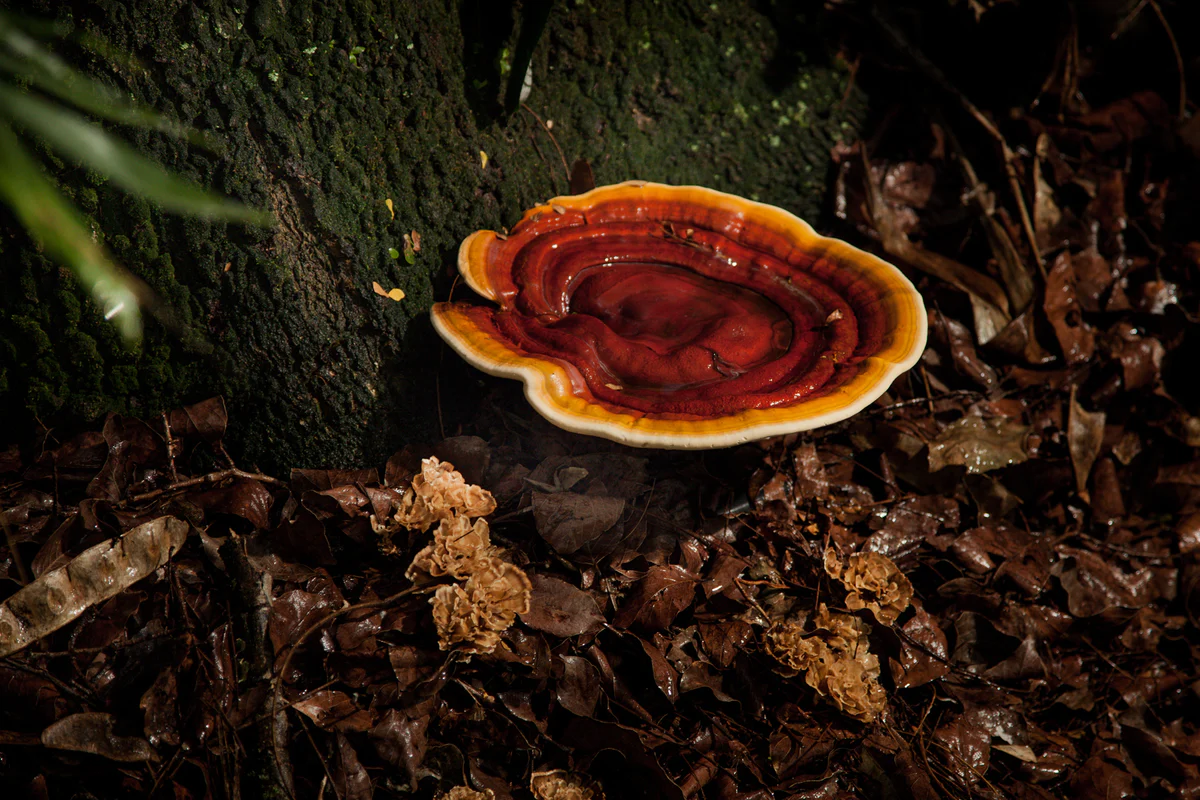 The Comprehensive Guide to the Benefits of Reishi Mushroom Supplements