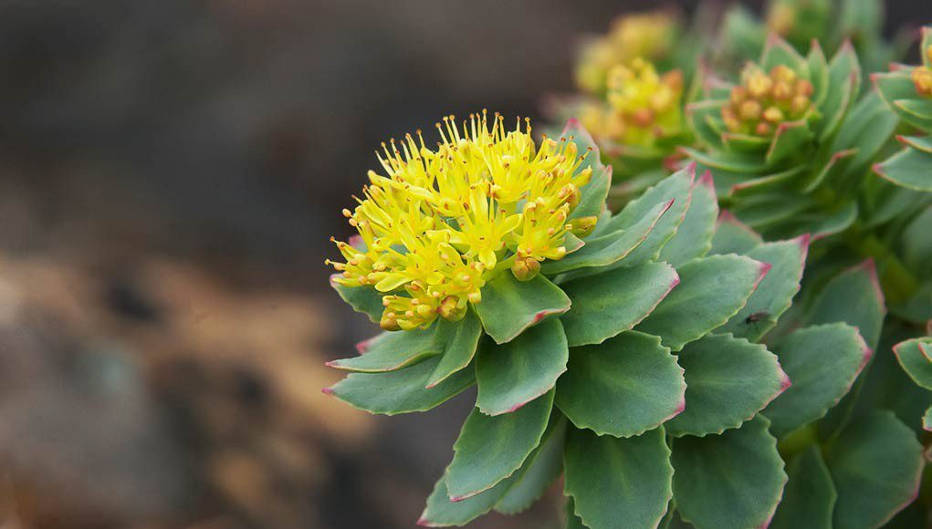 The Comprehensive Guide to the Benefits of Rhodiola Supplements