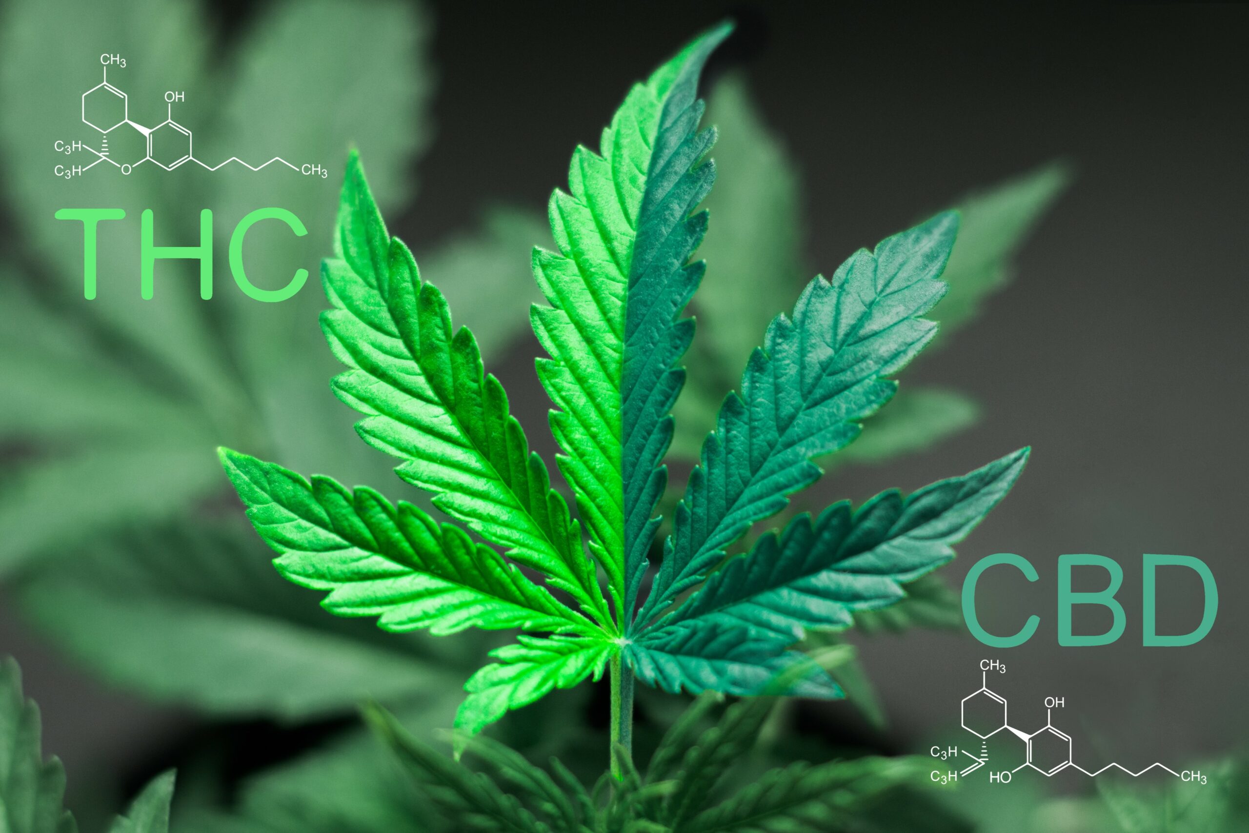 What are THC-P Products