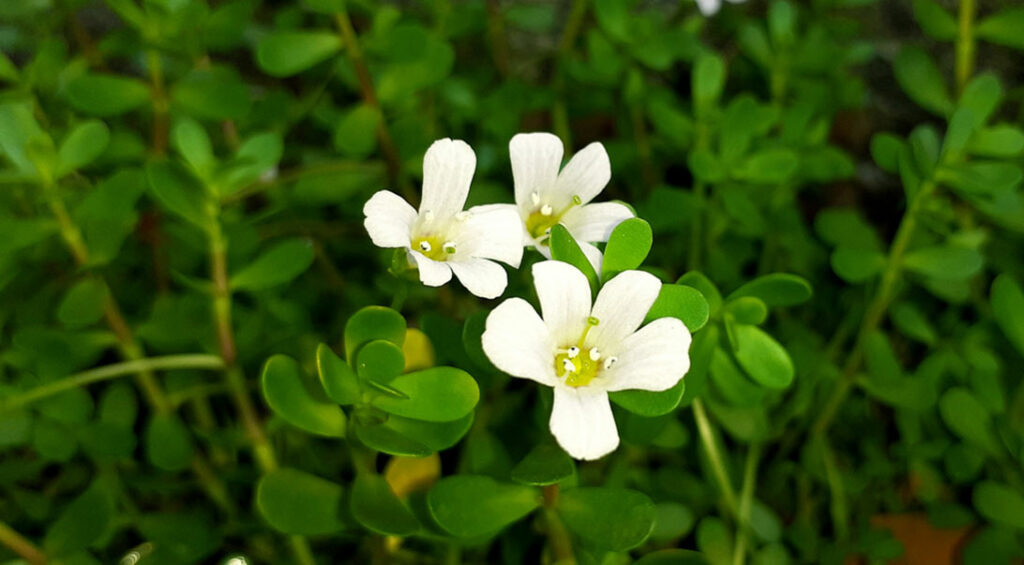 Unlocking the Cognitive Potential of Bacopa Monnieri Nootropics